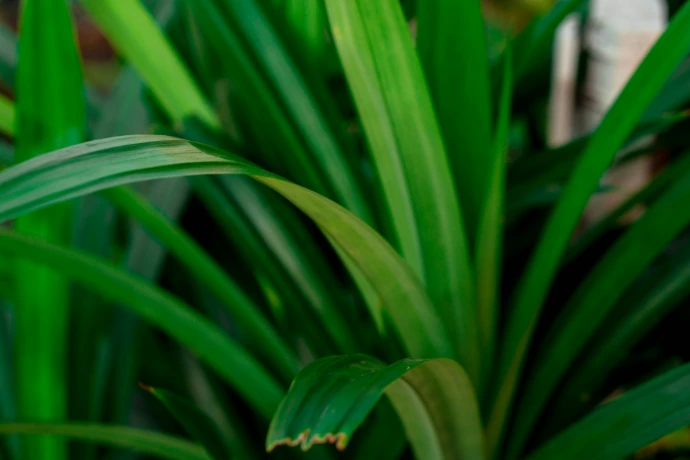close up of green grass